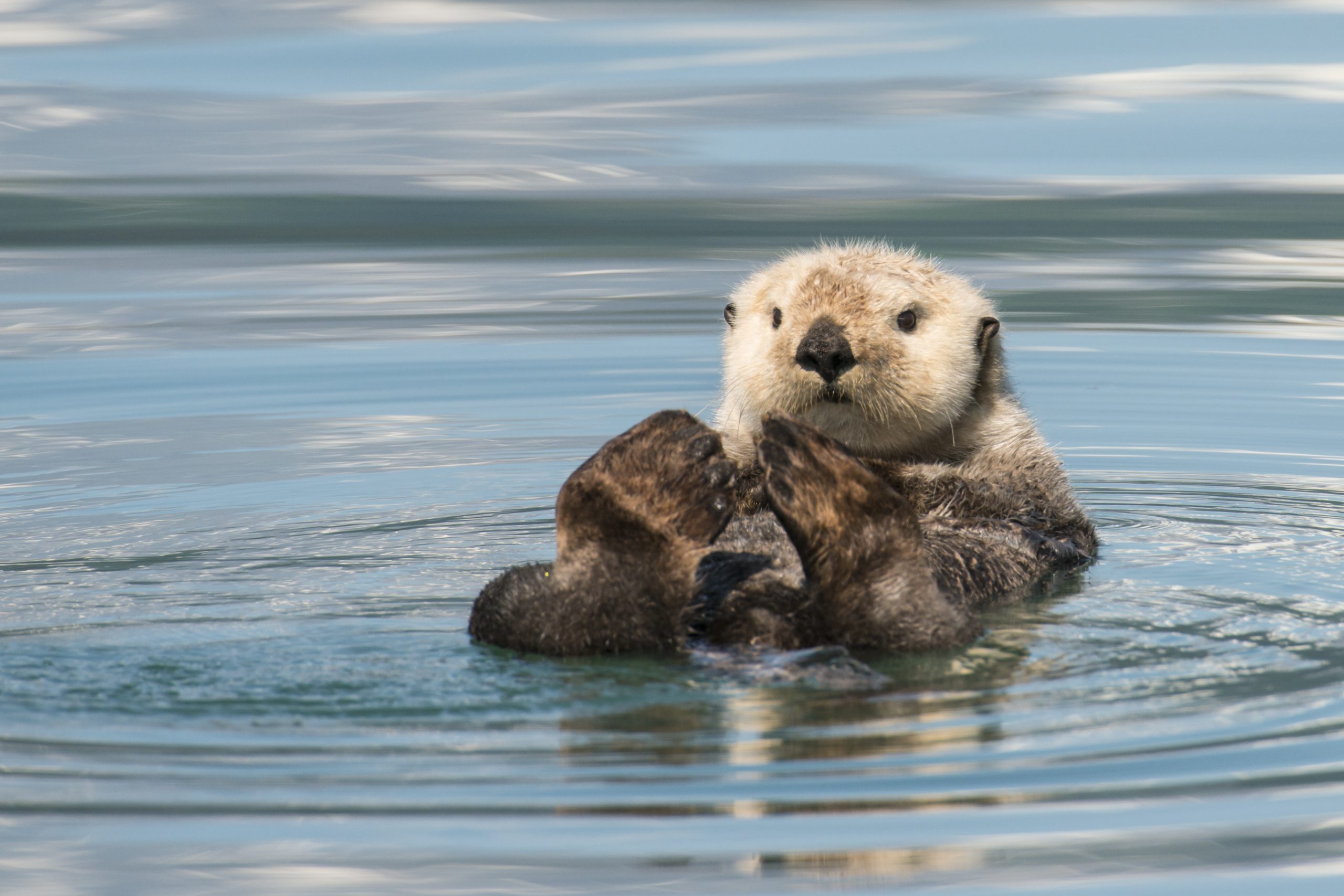 其中最容易让人混淆的,是水獭 otter 和海獭 sea otter,如果搜寻水獭