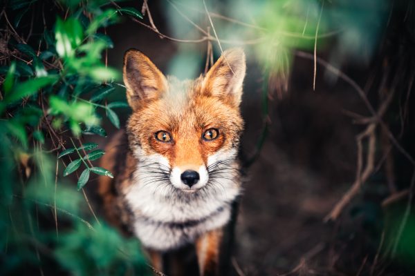Fox In The Meadow