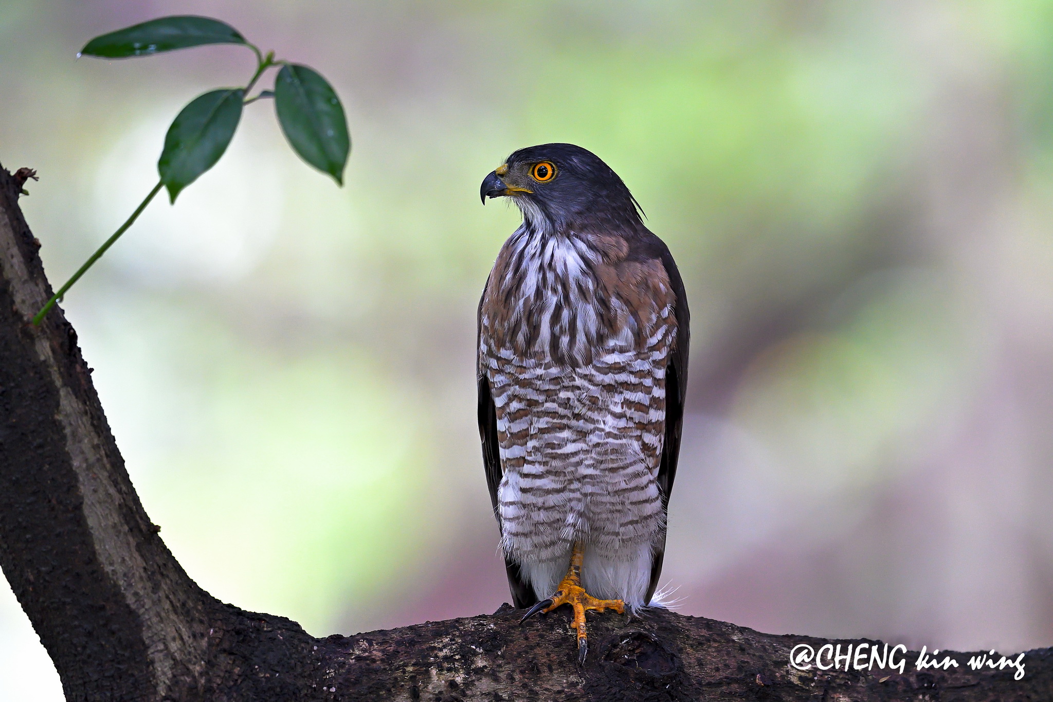 都市新住民 鳳頭蒼鷹 The Affairs 編集者新聞