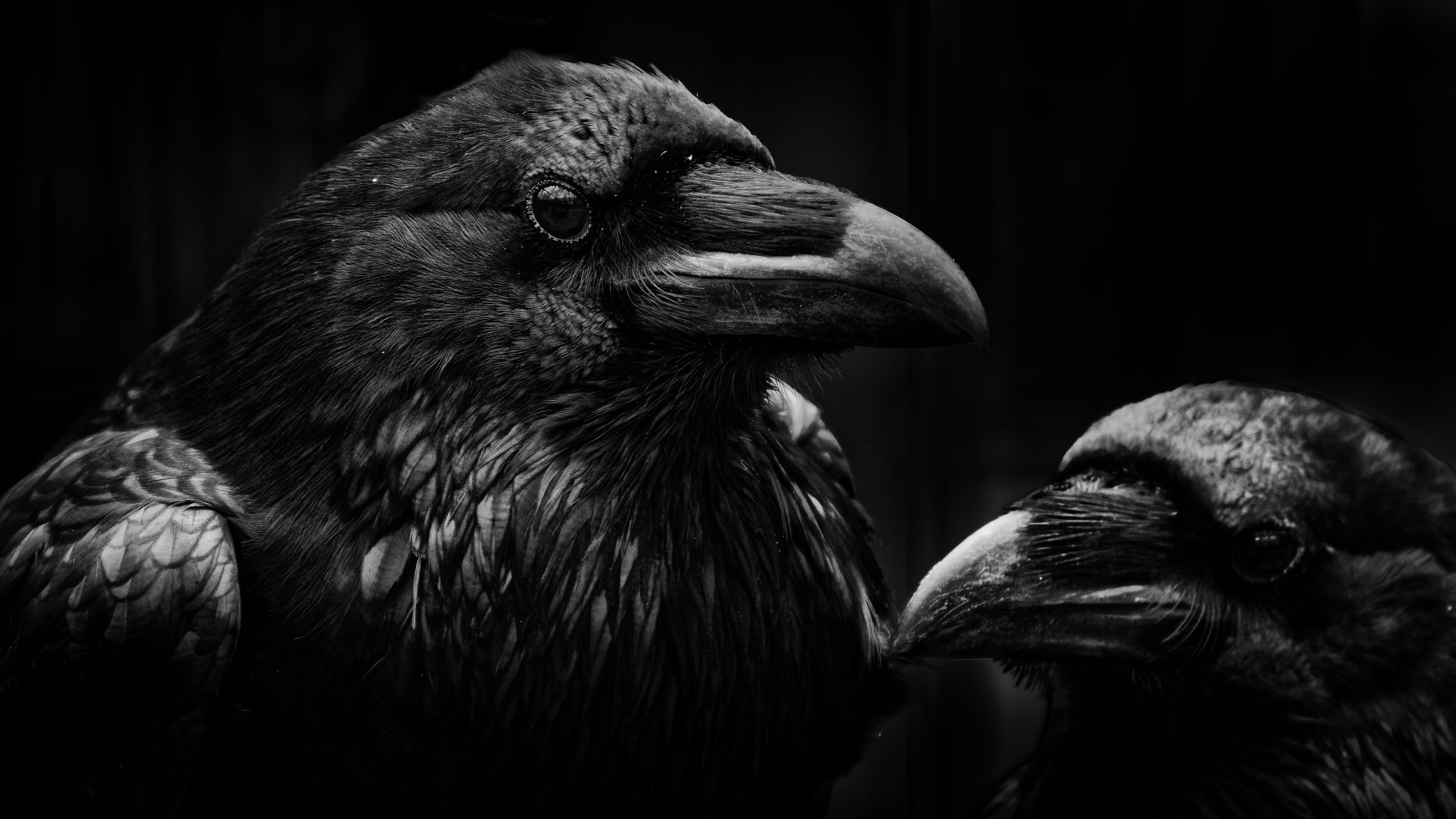 Птицы на черном фоне. Хугин и Мунин. Вороны Хугин и Мунин. Ворон арт. Черный ворон на черном фоне.